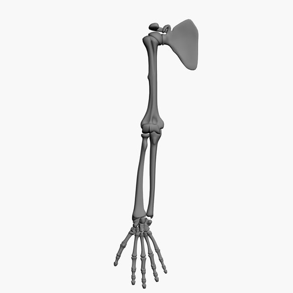 3d model bones human arm anatomy